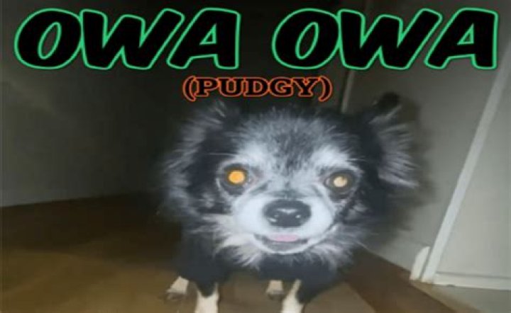 Pudgy the owa owa dog goes out for a walk (owa owa dog) owa owa dog