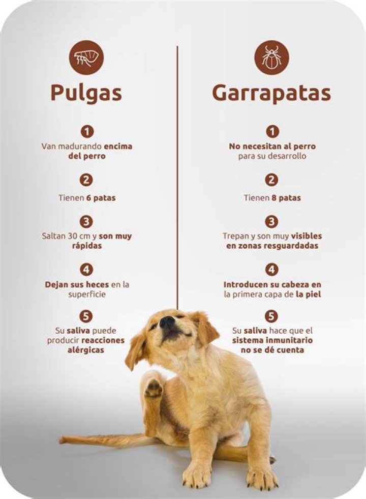 Pulgas Atack Sa&uacute;de Ambiental