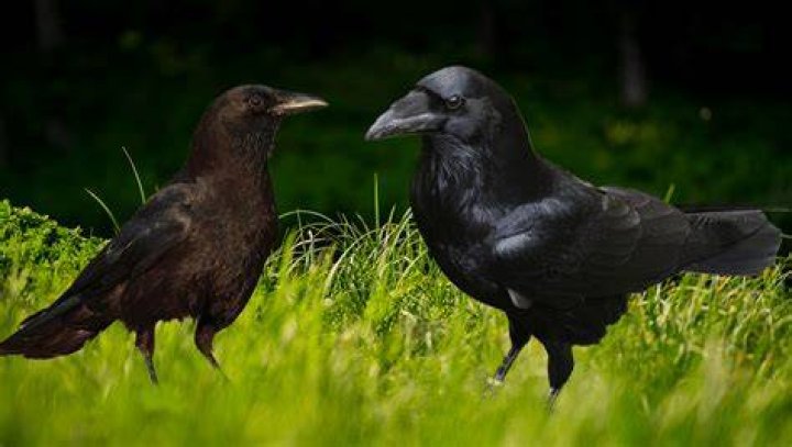 Raven campestre.al.gov.br
