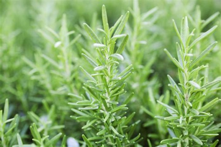 Rosemary's Gluten Free Follow Me