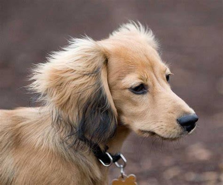 Shaded English Cream Long Haired Dachshund Dachshund puppies