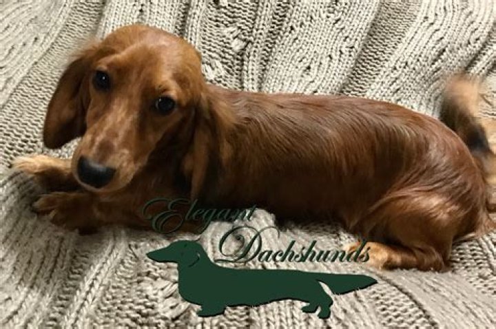 Shaded red dapple longhair Elegant Dachshunds Dachshund love, Long