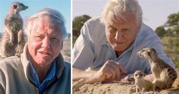 Sir David Attenborough returns to BBC One with natural history series