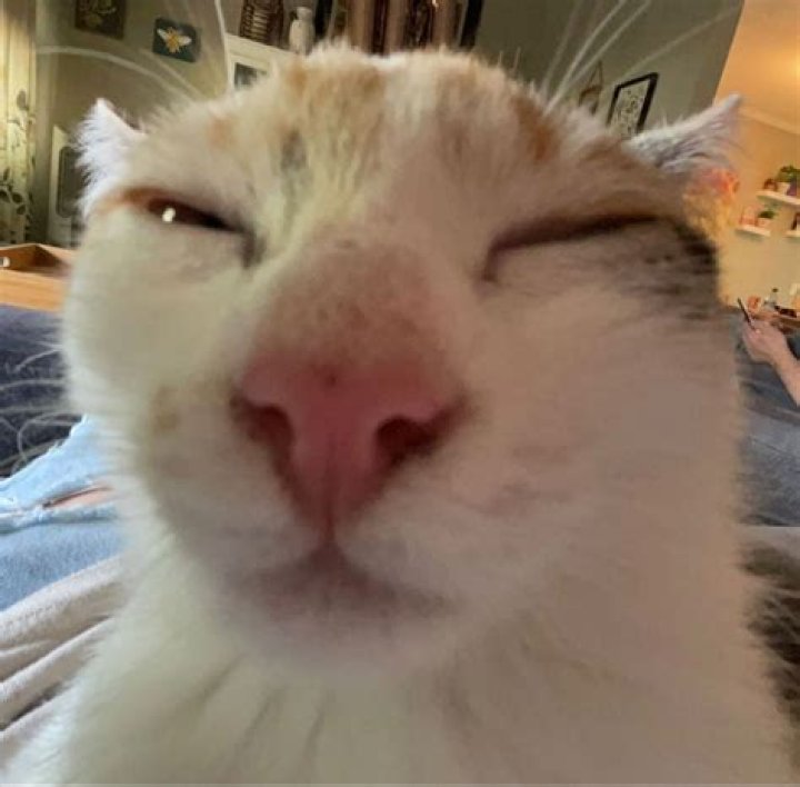Squinting Cat, Greene King, Harrogate Restaurant Reviews, Phone