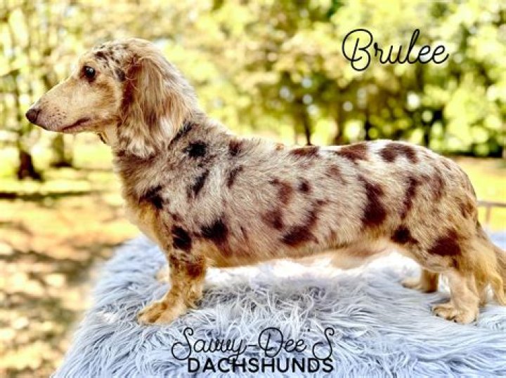 Sterling, black & cream Dapple long haired mini Dachshund. Dachshund