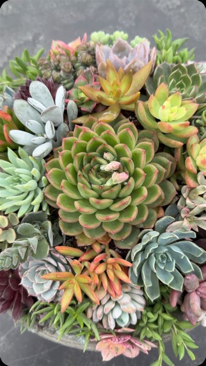 Succulents by Courtney O'Shea At Everlasting Tattoo San Francisco