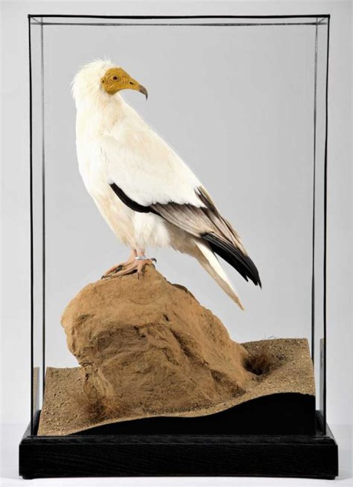 Taxidermy, Vulture culture, Raven