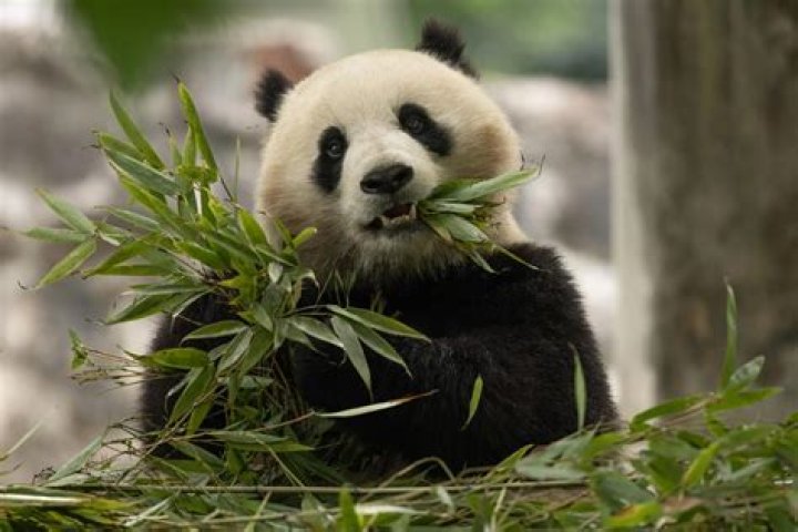 The Asian giant isn&rsquo;t coming to Indiana but other invasive