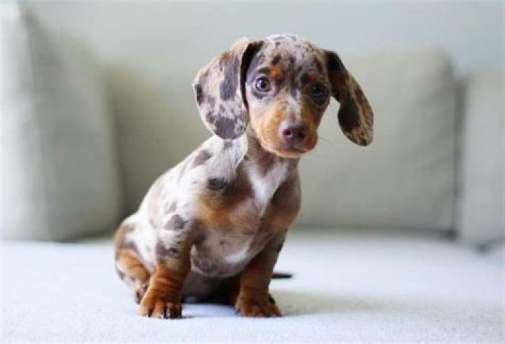 The Dapple Dachshund Complete Dog Breed Guide Animal Corner