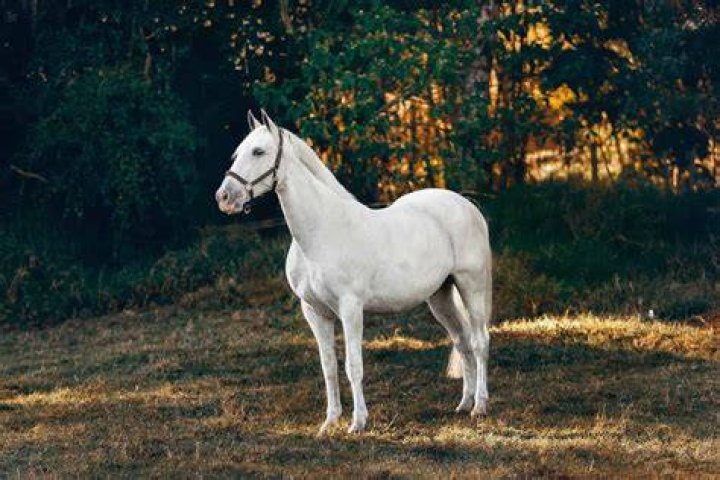 The Friesian Horse History, Info, & Interesting Facts Seriously