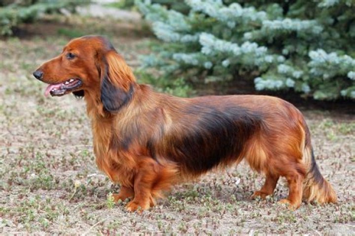 The Long Haired Dachshund Owner Guide & Facts Animal Corner