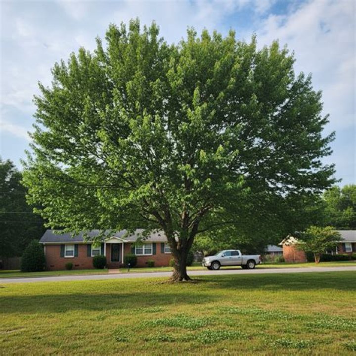 Tree Service in Huntsville, Al Ace Tree Service