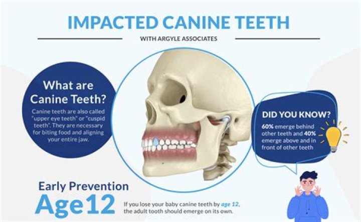 Unlocking A World Of Comfort And Safety For Your Canine Companion