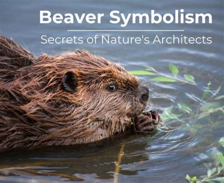 Unveiling The Secrets Of Beaver Nicknames: A Path To Discovery And Insight