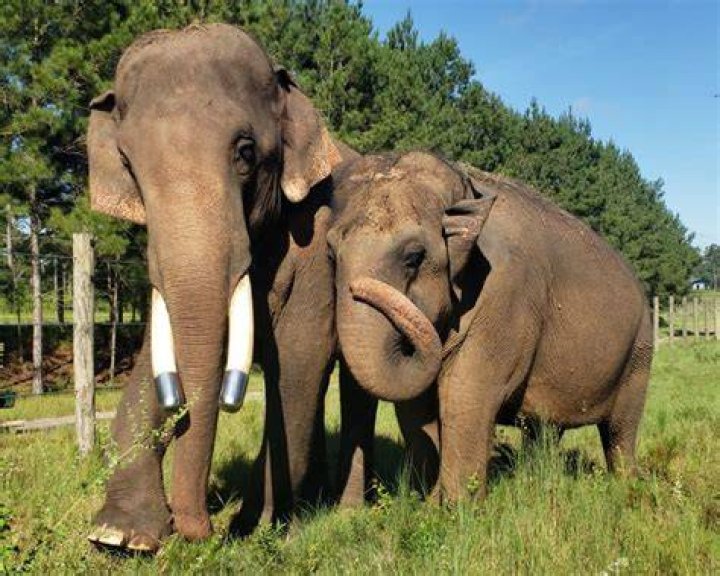 Unveiling The Secrets Of Elephant Refuge North America Georgia!