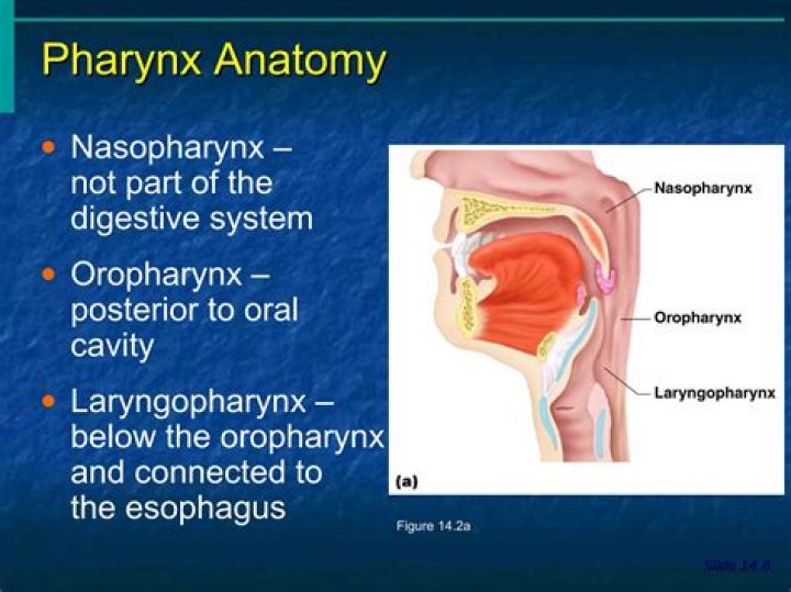 Unveiling The Secrets Of Laryngopharynx: A Journey Of Discovery