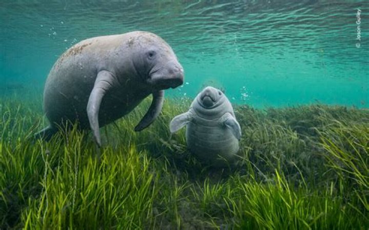 Unveiling The Wonder Of Baby Manatees: Discoveries And Insights