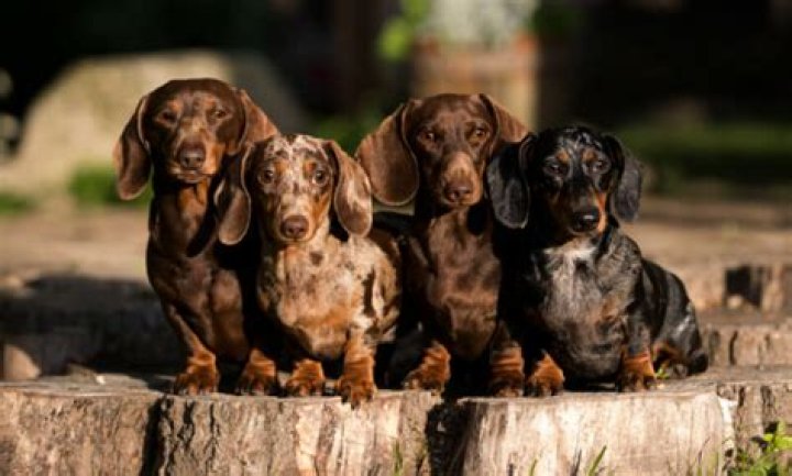 What Age Are Miniature Dachshunds Full Grown