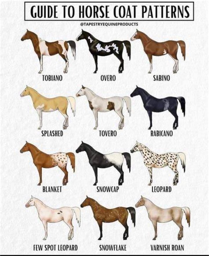 What are the Coat Patterns of the Dapple Dachschund? Dapple dachshund