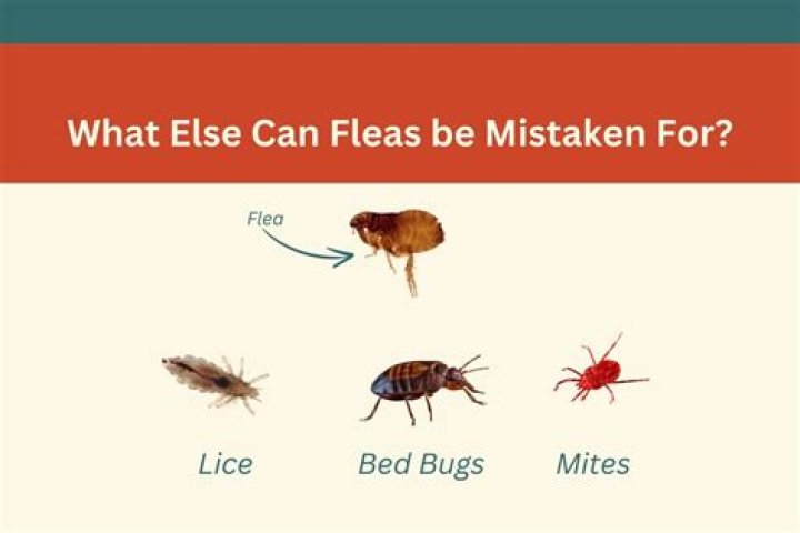 WHAT DO FLEAS LOOK LIKE & HOW TO GET RID OF THEM