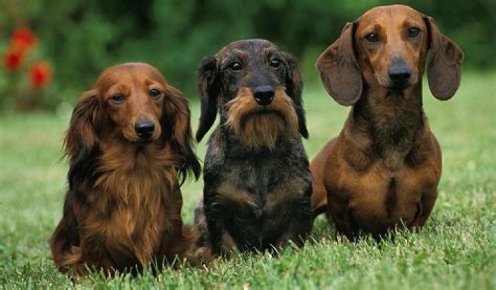 When Do Mini Dachshunds Shed? A Comprehensive Guide to Managing