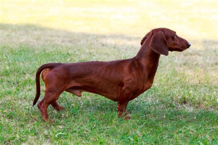 Why Are Dachshunds So Long? All About Dachshunds