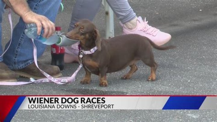 Wiener Dog Races Lexington Humane Society