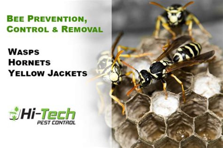 Yellow Jacket Control in Alabama Advanced Pest Control of Alabama