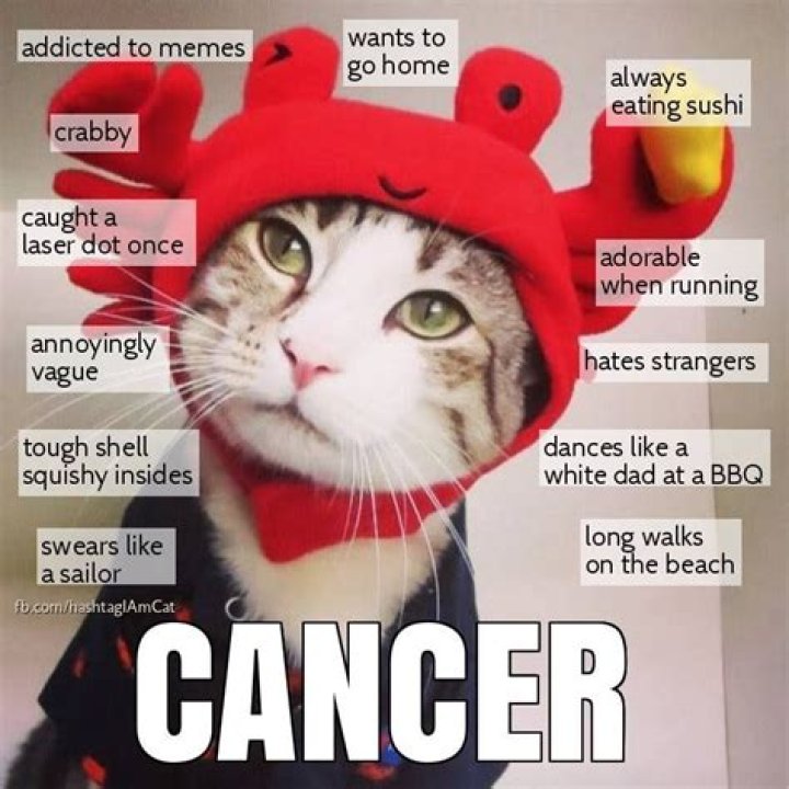 Zodiac Cats in 2020 Cancer zodiac facts, Zodiac signs cancer, Zodiac